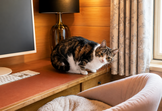 Cozy cat in a warm workspace